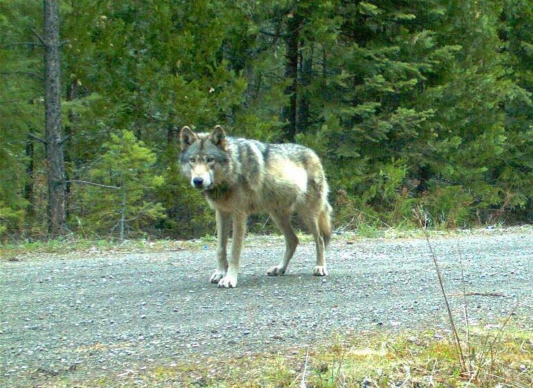 A New Bill Would Let Californians Defend Themselves Against Endangered Animals ...