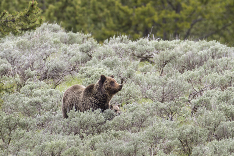 California weighs a comeback for grizzly bears - CalMatters